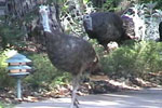 Turkeys, deer, squirrels, fox and many animals can be viewed from your room.